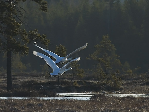 Laulujoutsen, Whooper Swan, Cygnus cygnus